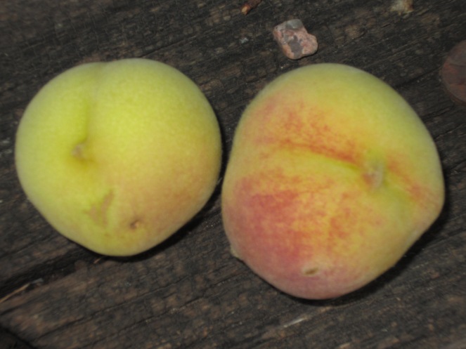 Peaches 2012